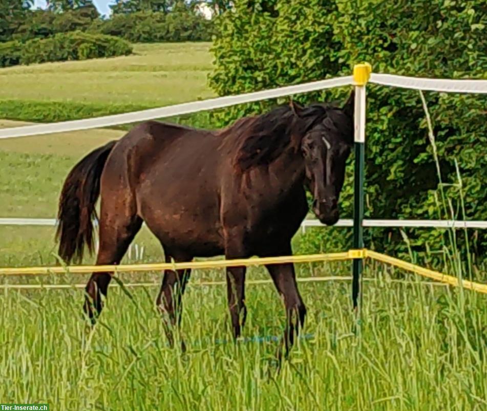 Bild 2: Typvolle junge Araber Stute, 18 Monate, homozygot Rappe