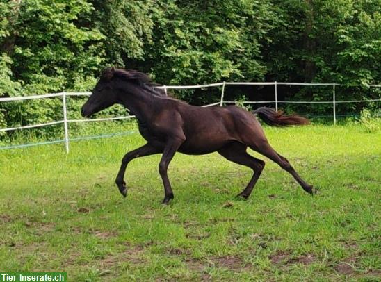 Bild 4: Typvolle junge Araber Stute, 18 Monate, homozygot Rappe