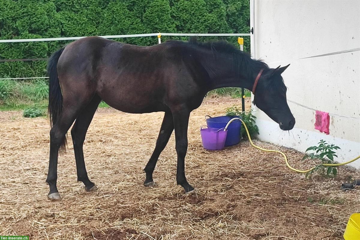 Bild 5: Typvolle junge Araber Stute, 18 Monate, homozygot Rappe