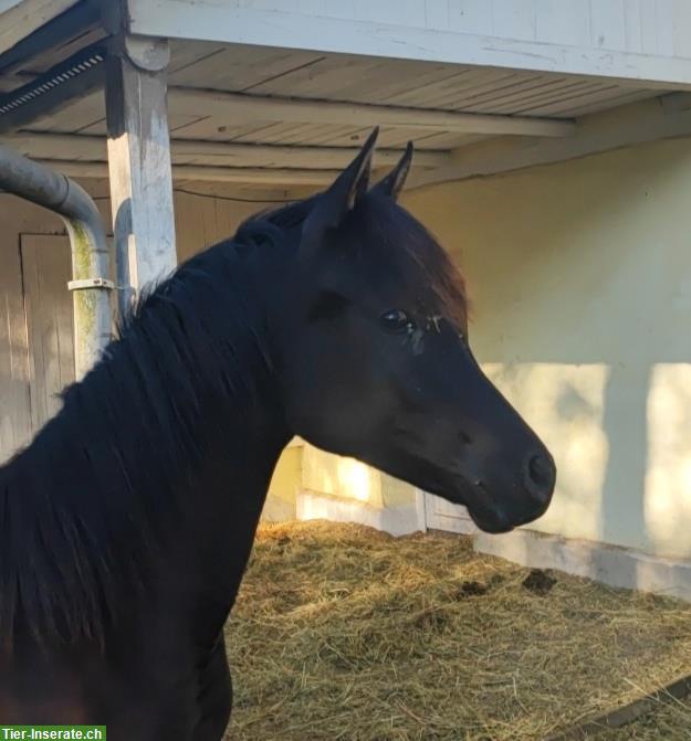 Bild 6: Typvolle junge Araber Stute, 18 Monate, homozygot Rappe