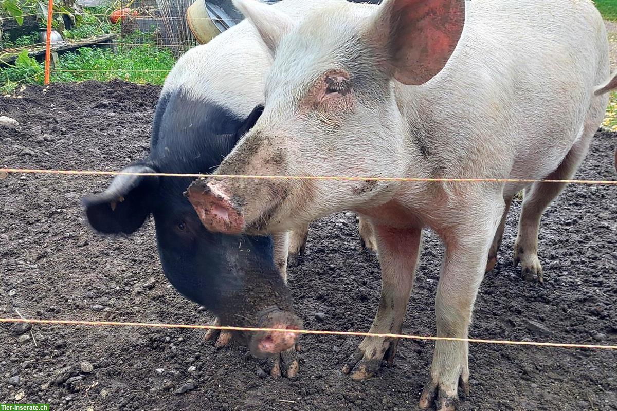 Verkaufen Freiland-Schweine für Zucht oder Hobby