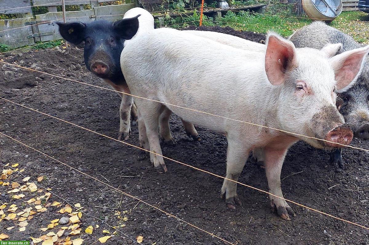 Bild 2: Verkaufen Freiland-Schweine für Zucht oder Hobby