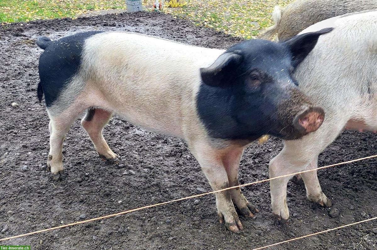 Bild 3: Verkaufen Freiland-Schweine für Zucht oder Hobby