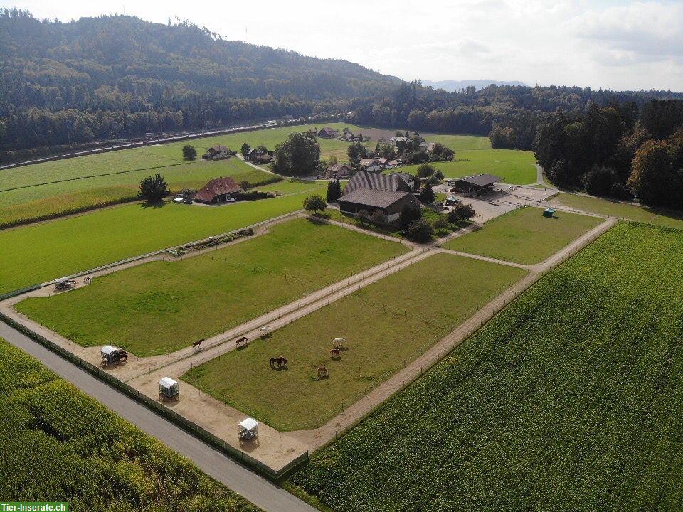 Bild 2: Suchen Stallhilfe / Landwirtschaftlicher Mitarbeiter, Teilzeit