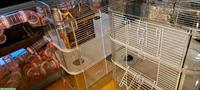 GRATIS EN BLOC: Traumhaftes Hamster-Paradies abzugeben