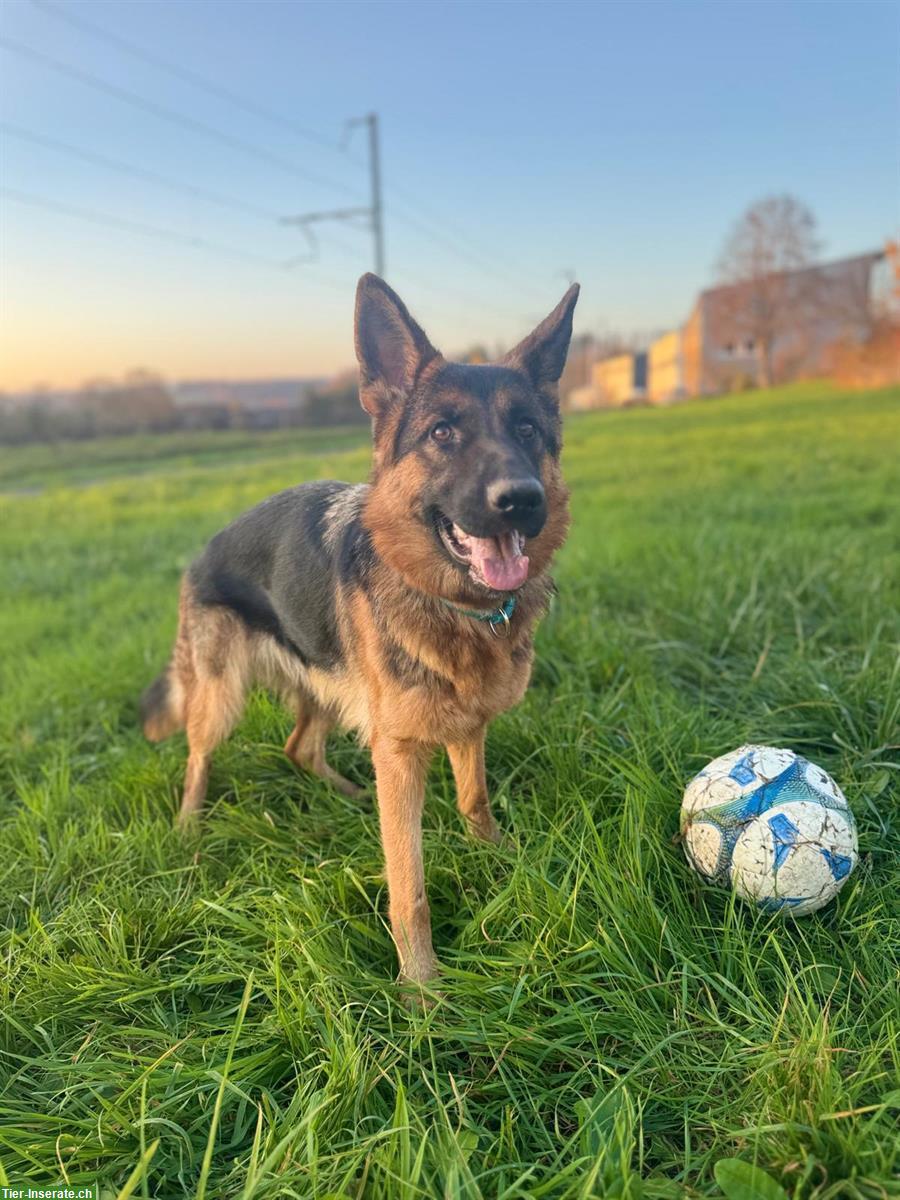 Bild 2: Deutscher Schäferhund, 1,5-jährig, Hündin mit SKG/SC Ahnentafel