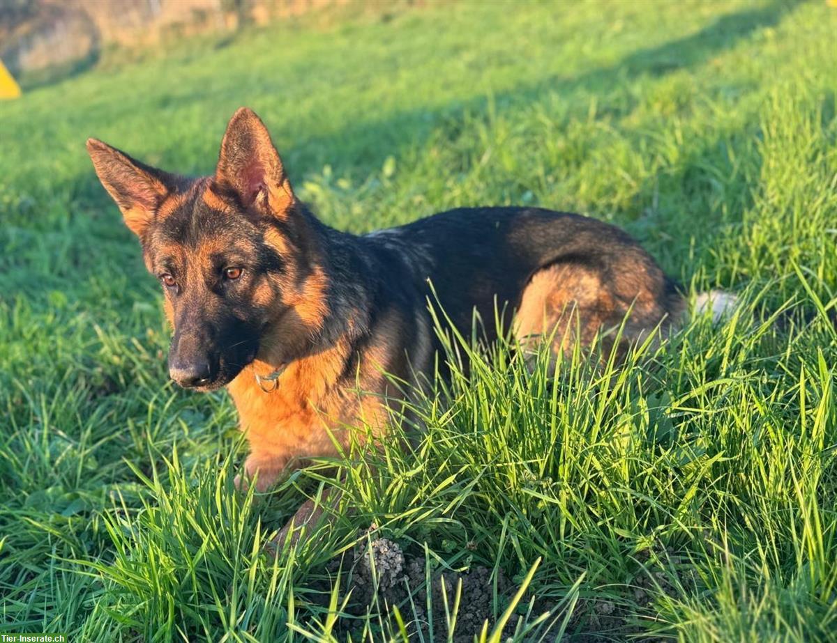 Bild 3: Deutscher Schäferhund, 1,5-jährig, Hündin mit SKG/SC Ahnentafel