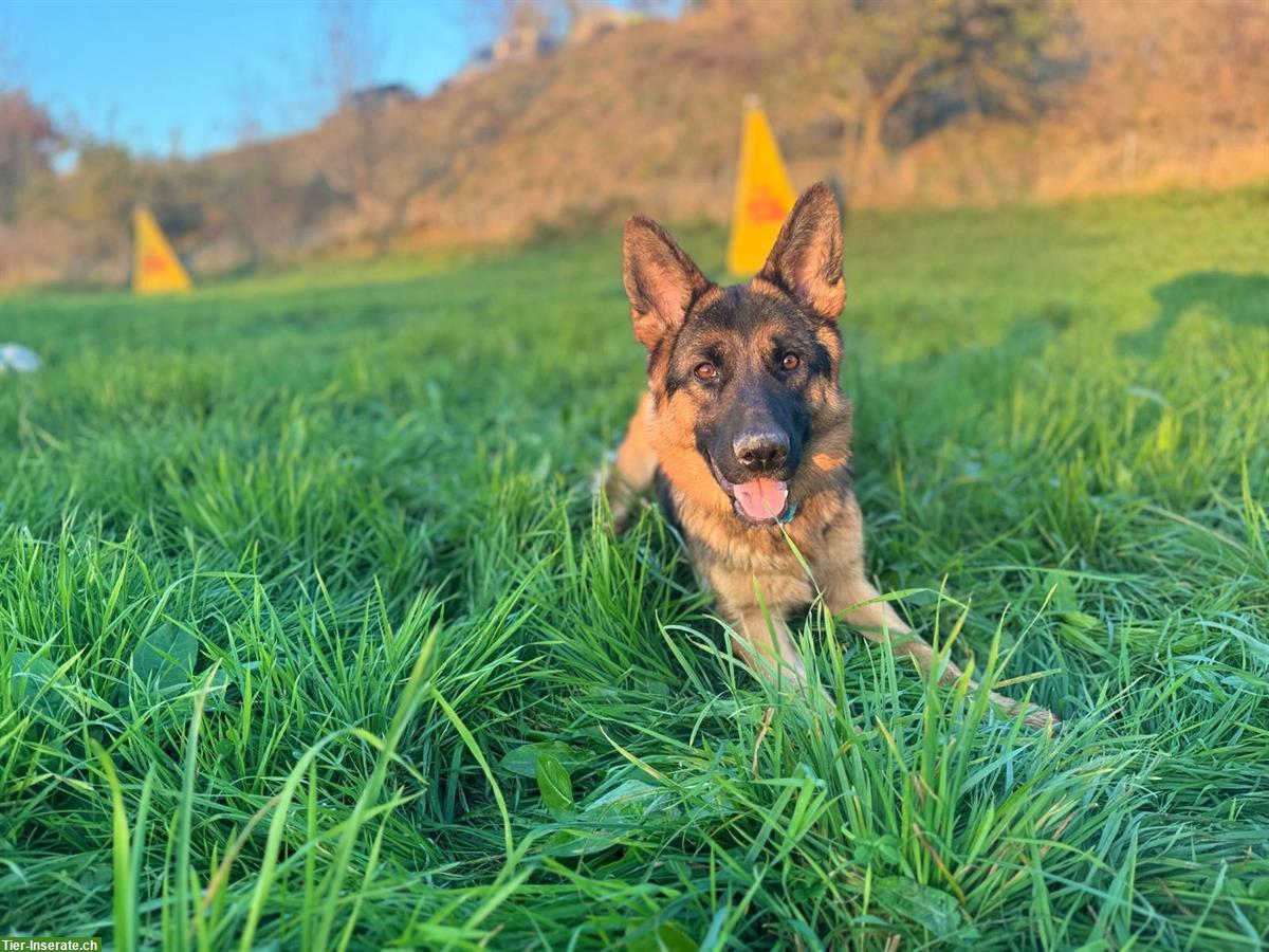 Bild 4: Deutscher Schäferhund, 1,5-jährig, Hündin mit SKG/SC Ahnentafel