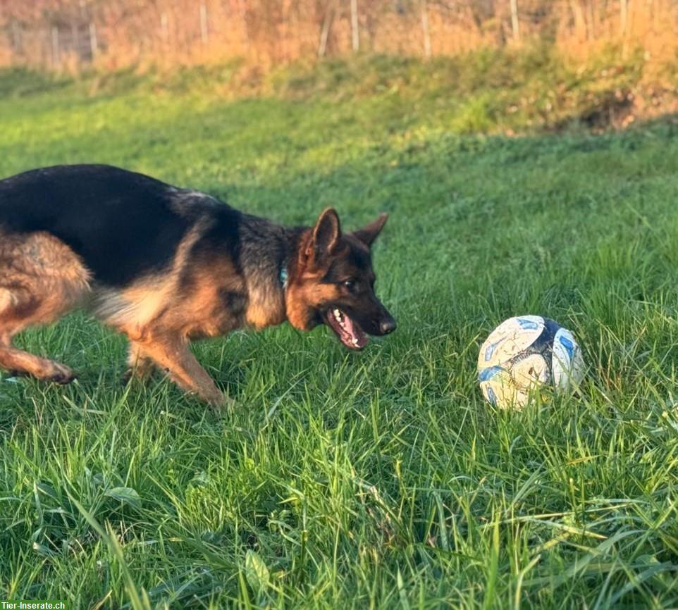 Bild 5: Deutscher Schäferhund, 1,5-jährig, Hündin mit SKG/SC Ahnentafel