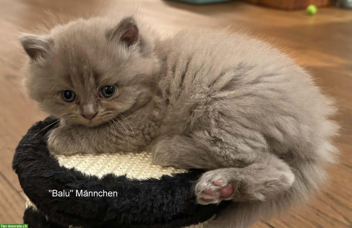 Bild 3: 5 BKH Kätzchen suchen ein Zuhause