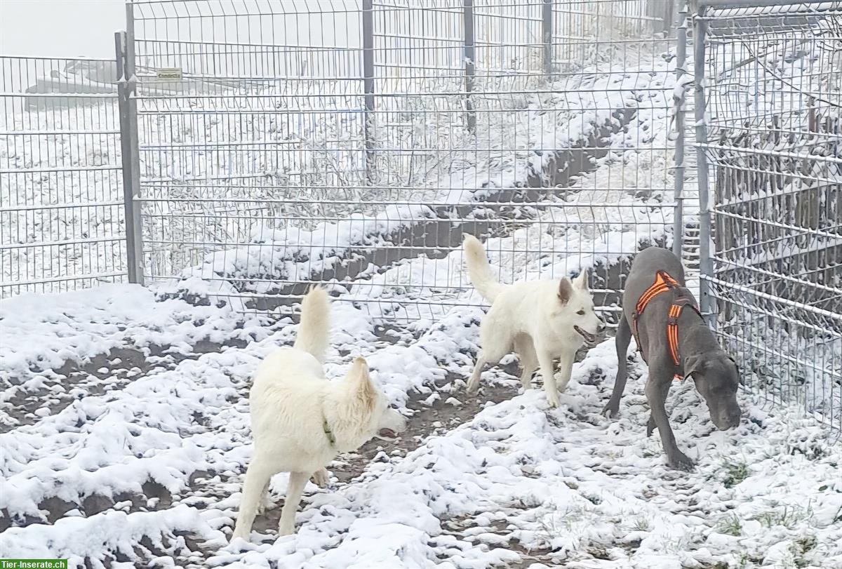 Bild 6: Liebevolle Deutsche Dogge Hündin