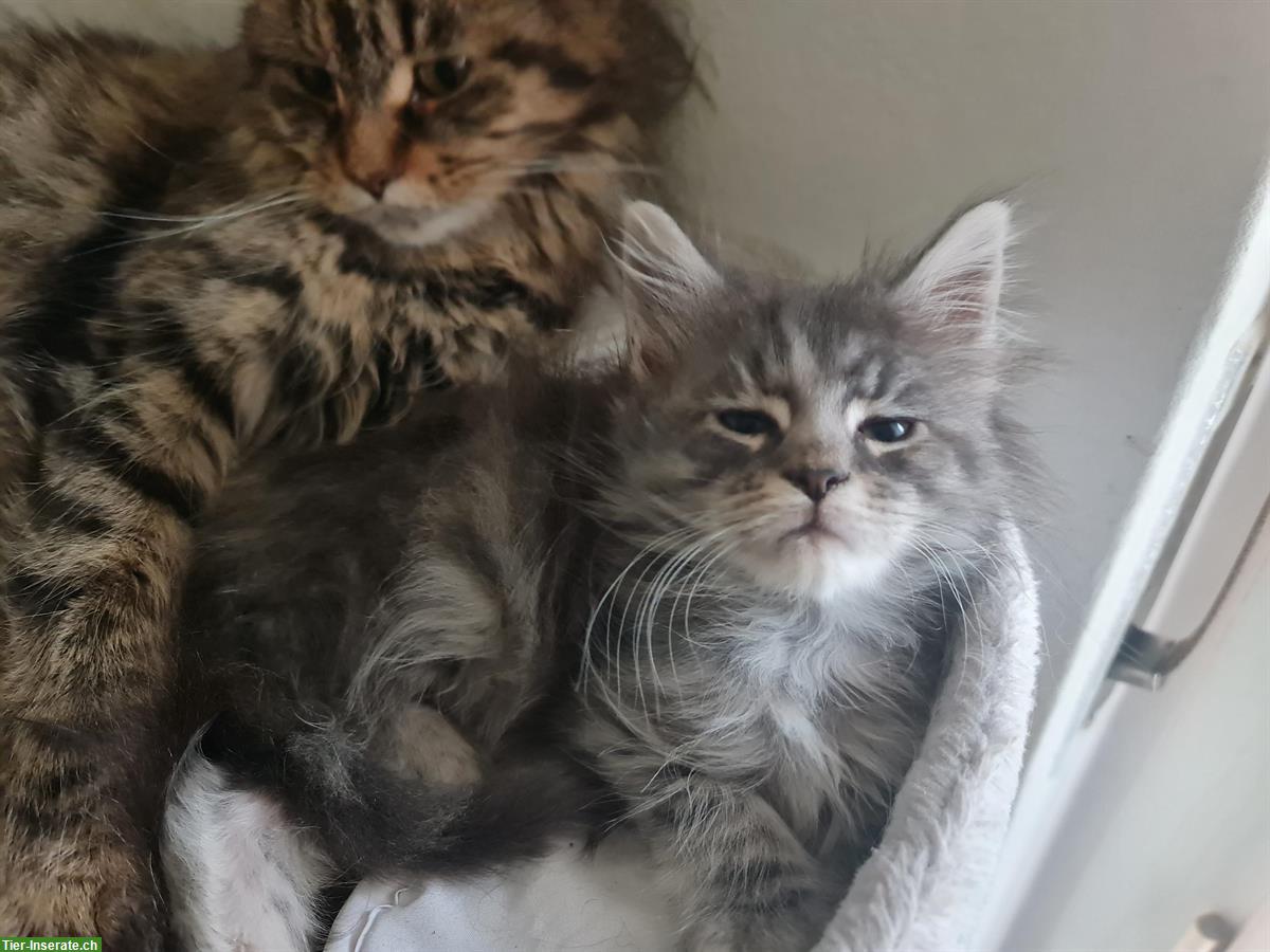 Maine Coon Kitten suchen ein Zuhause