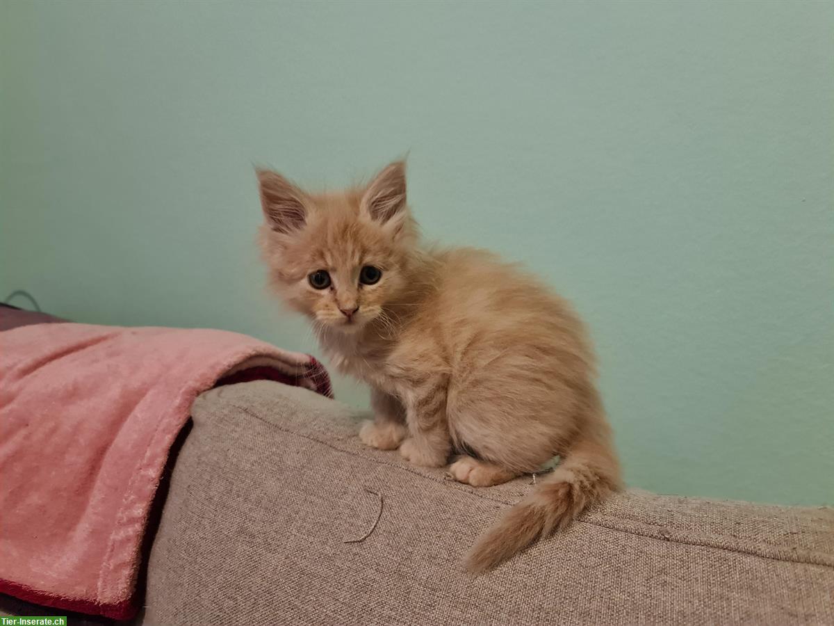 Bild 3: Maine Coon Kitten suchen ein Zuhause