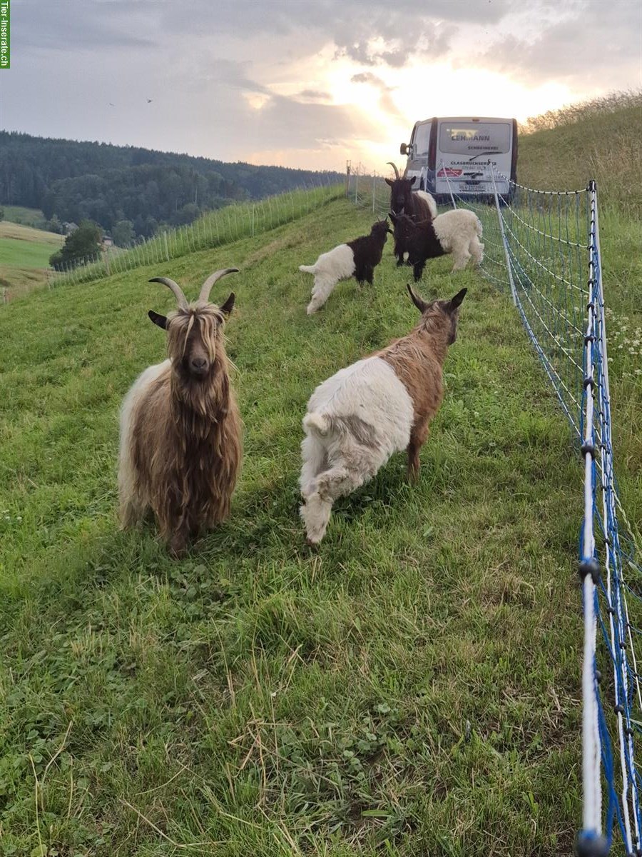 Kupfer-/Schwarzhals Ziegenbock gesucht