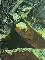 Cuora galbinifrons picturata Schildkröten abzugeben