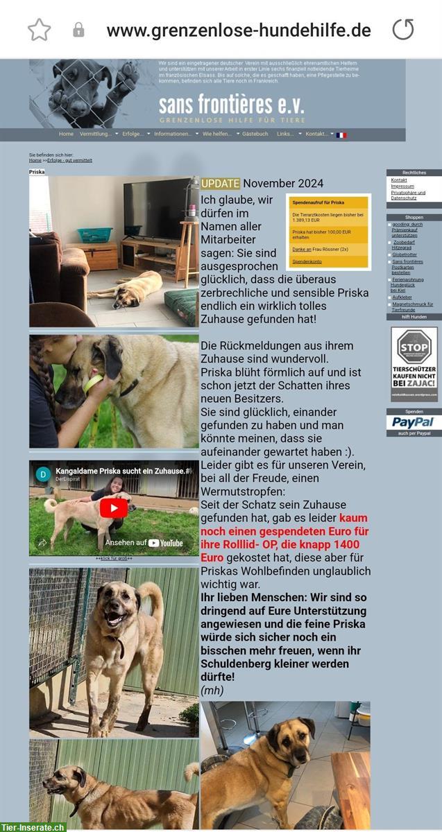 Bild 3: Malinois Mix Rüde Joey und Hündin Priska!