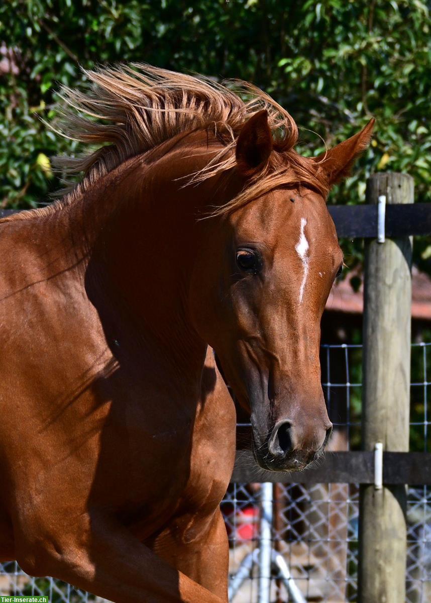 Deutsches Reitpony, Stute, 2022