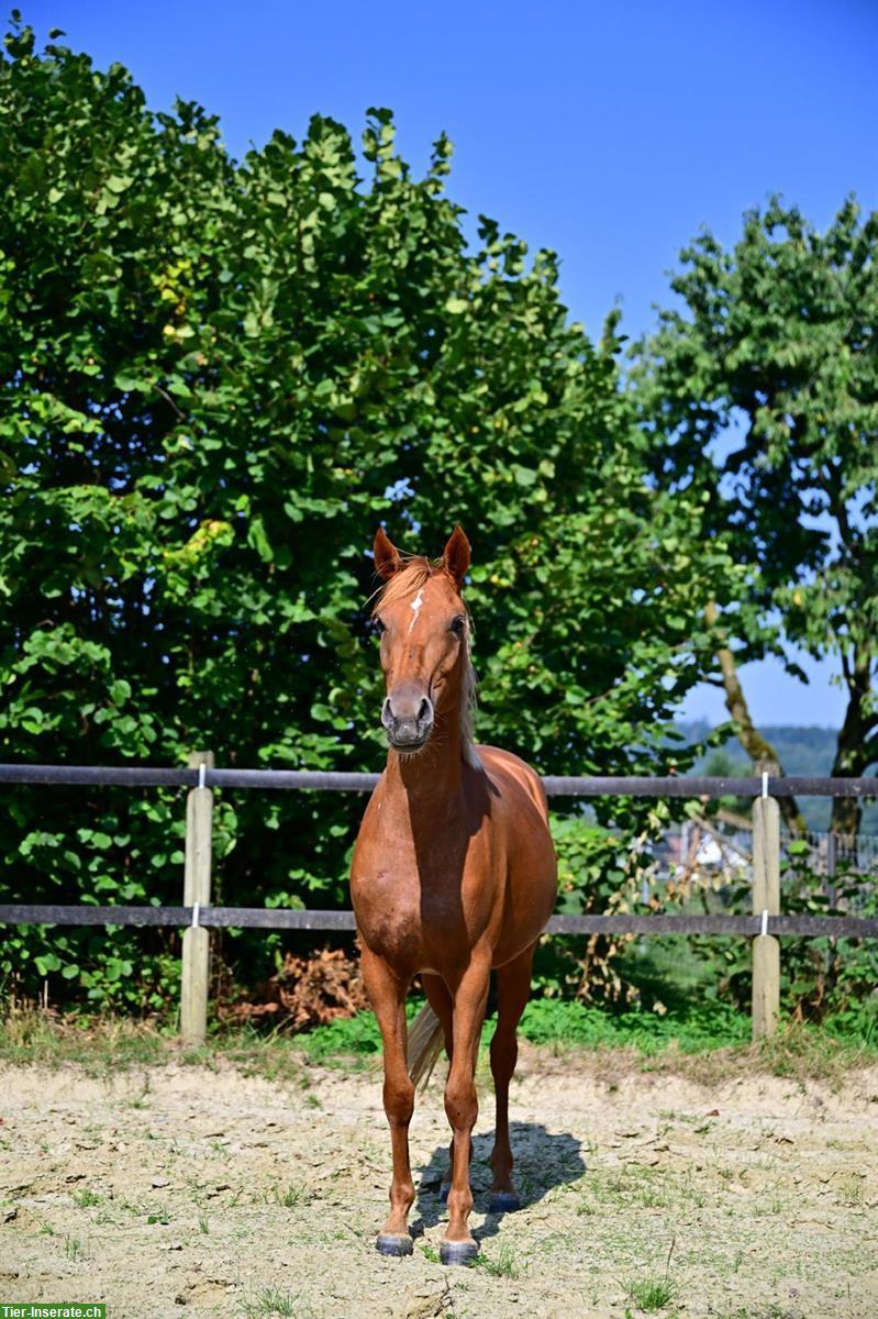 Bild 4: Deutsches Reitpony, Stute, 2022