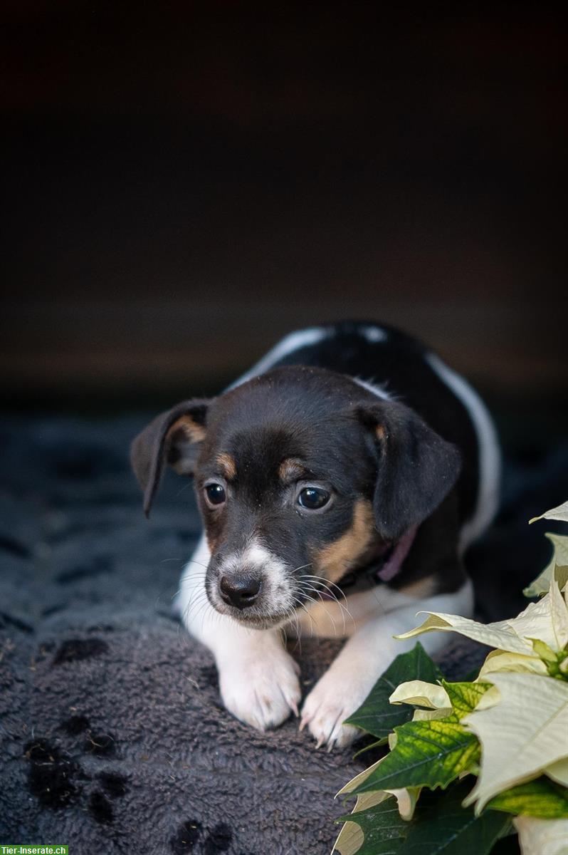 Bild 10: Jack Russell Welpen suchen für immer Zuhause