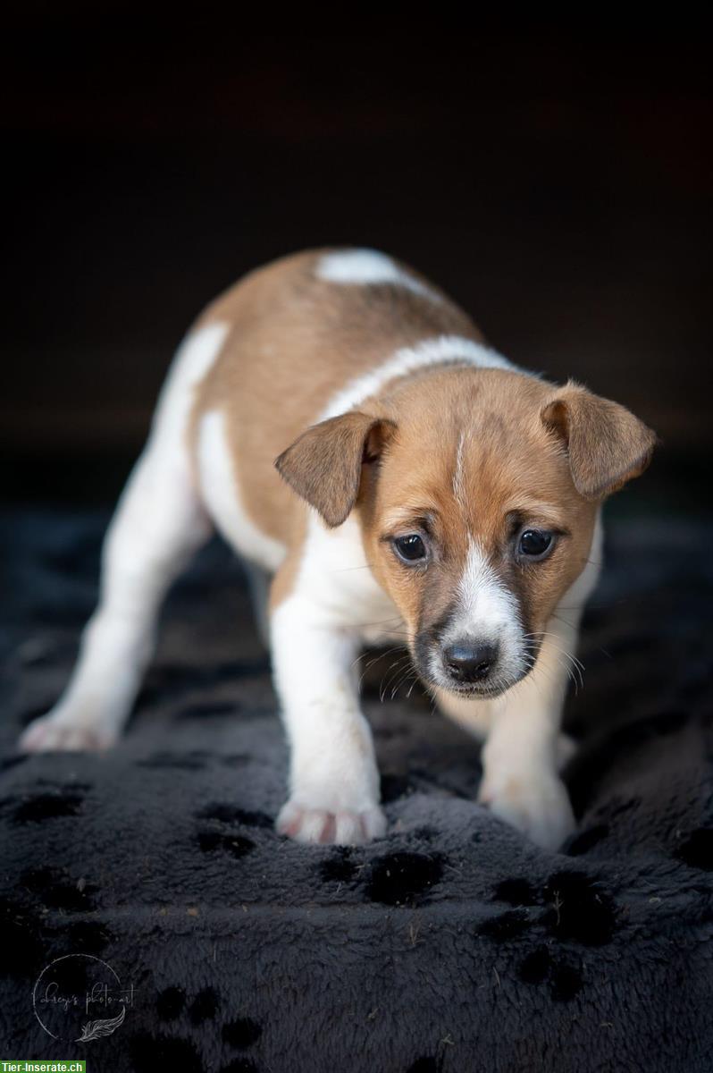 Bild 2: Jack Russell Welpen suchen für immer Zuhause