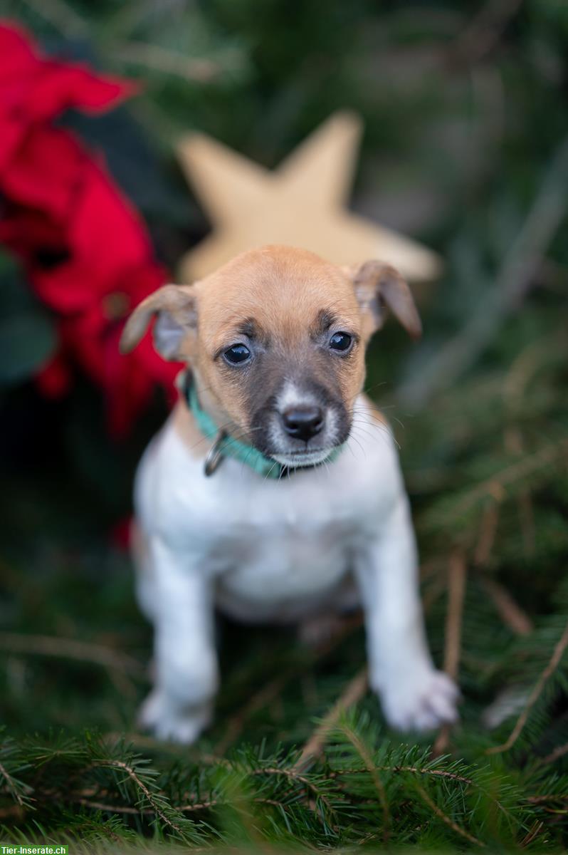 Bild 3: Jack Russell Welpen suchen für immer Zuhause