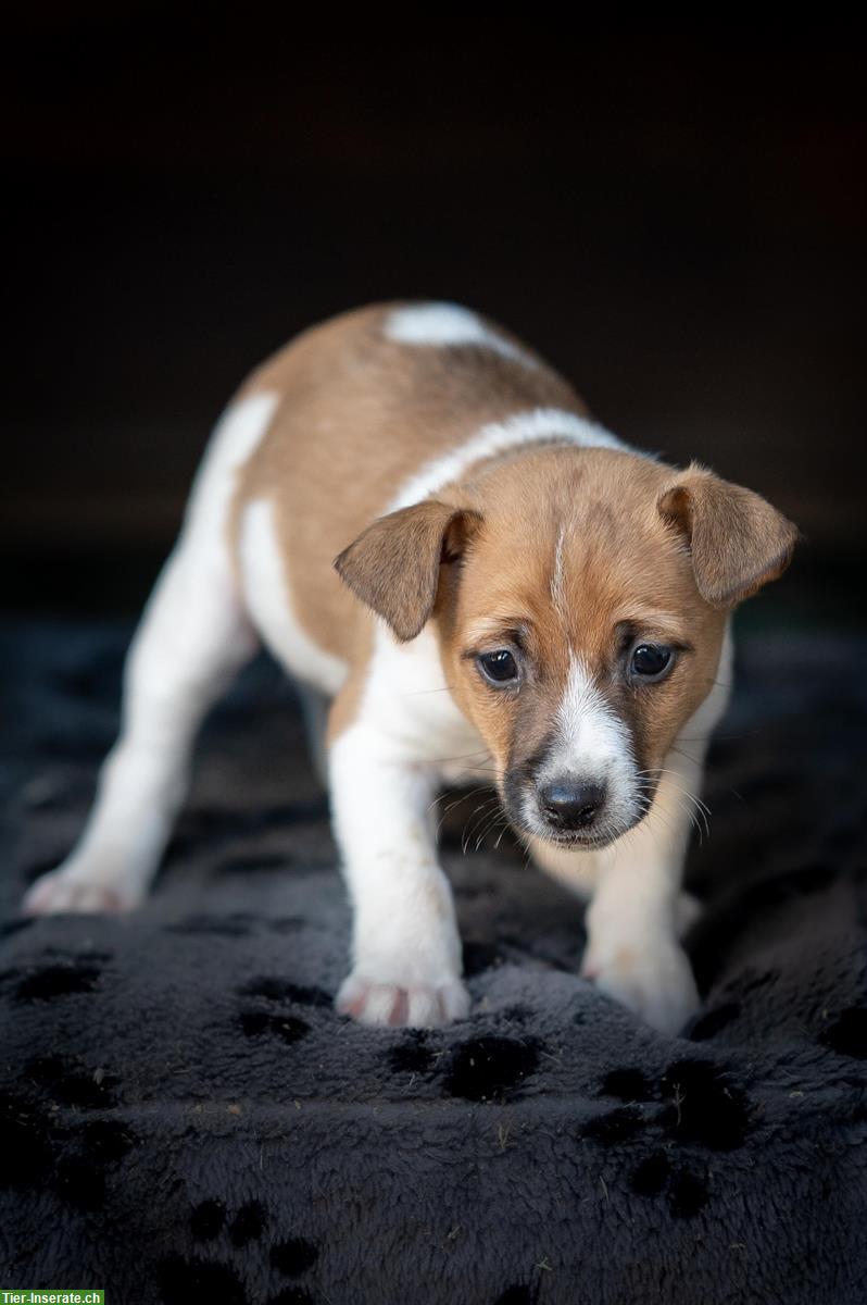 Bild 4: Jack Russell Welpen suchen für immer Zuhause