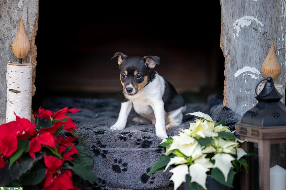 Bild 5: Jack Russell Welpen suchen für immer Zuhause