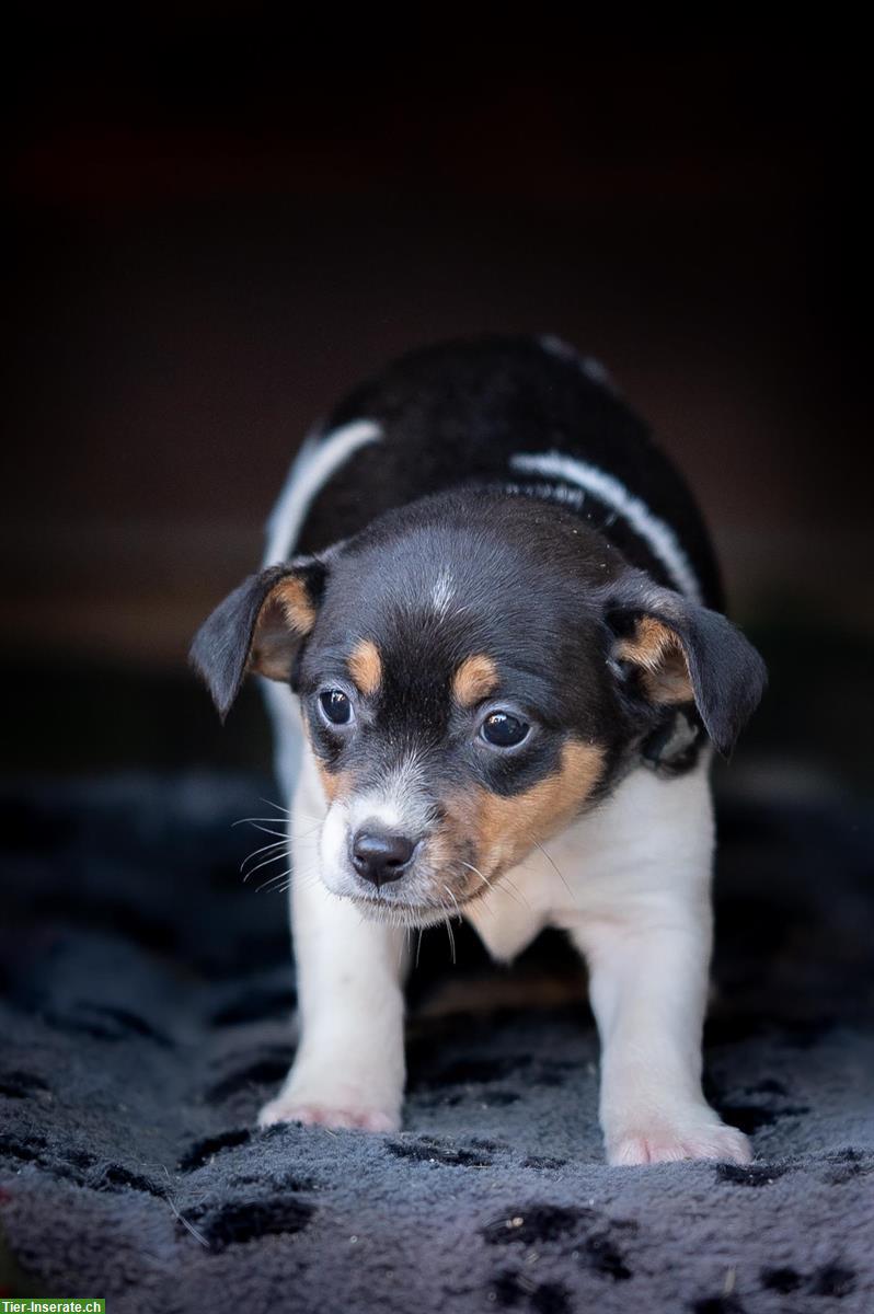 Bild 6: Jack Russell Welpen suchen für immer Zuhause