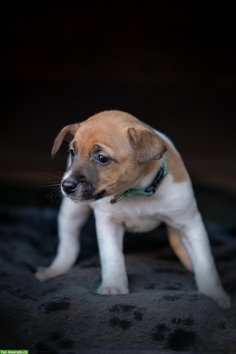 Bild 7: Jack Russell Welpen suchen für immer Zuhause