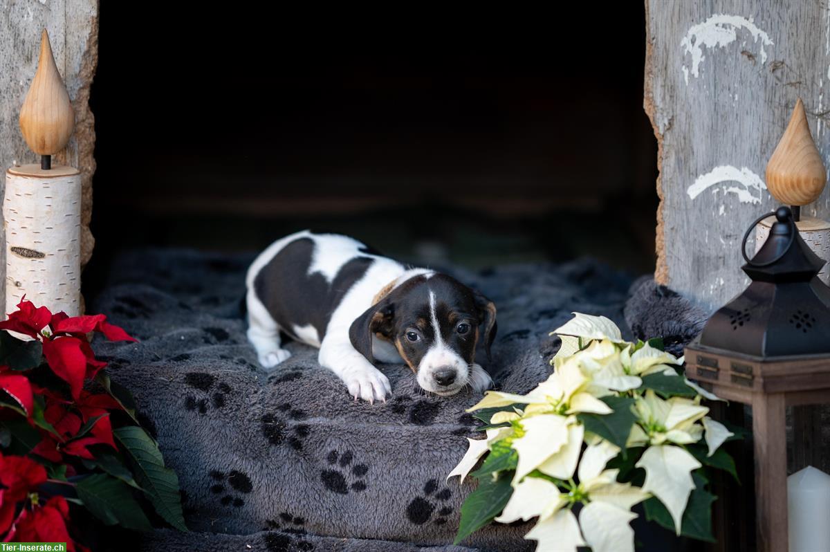 Bild 8: Jack Russell Welpen suchen für immer Zuhause