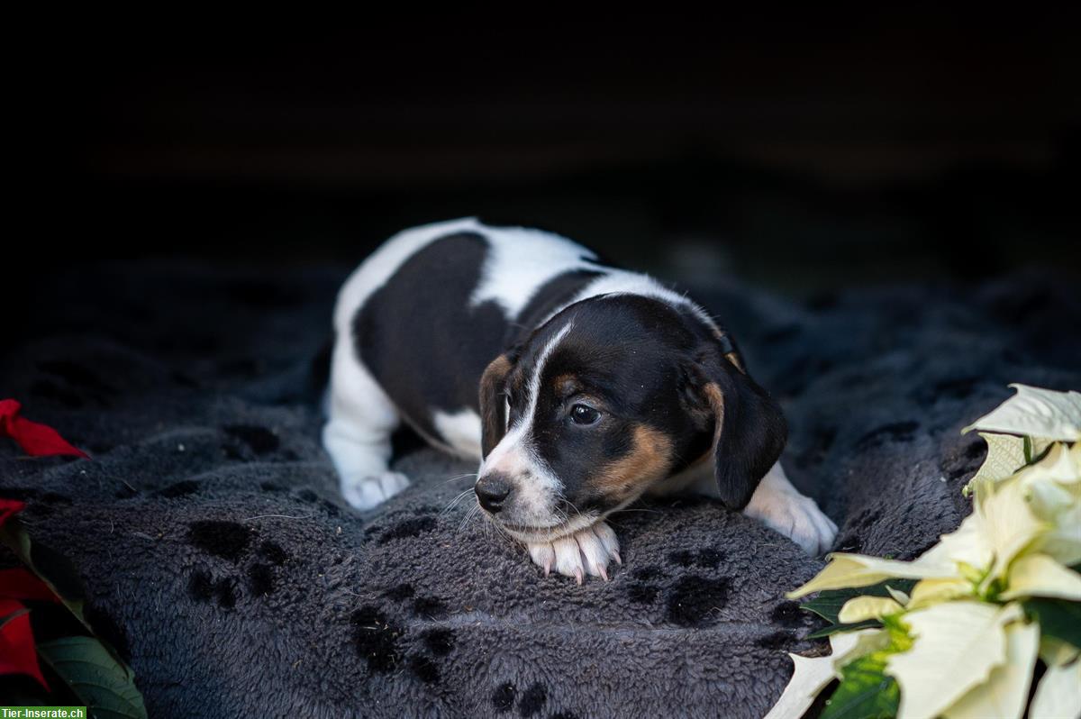 Bild 9: Jack Russell Welpen suchen für immer Zuhause