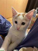 Kitten vom Bauernhof sucht neues Zuhause