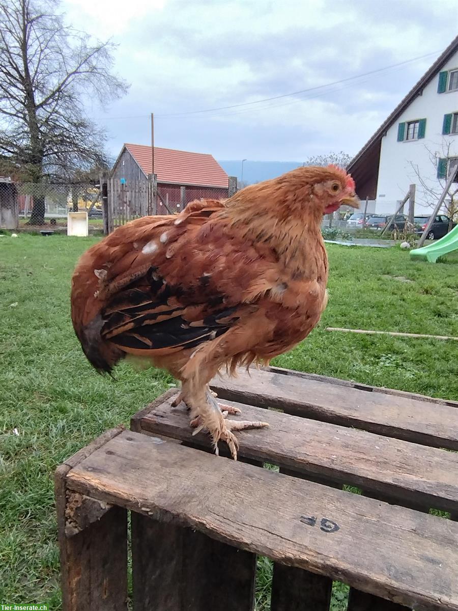 Schöner junger Zwerg Cochin/Sussex Mischlingshahn