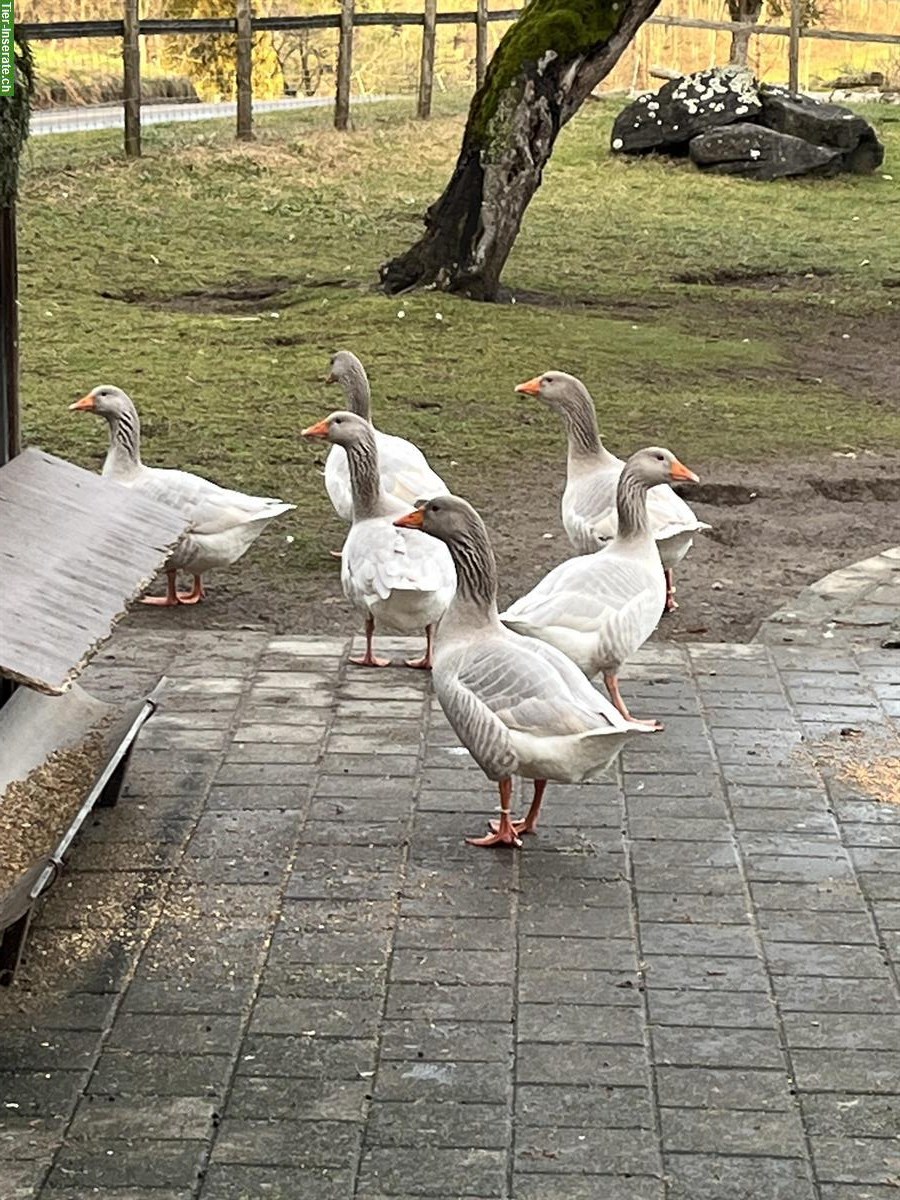 Bild 3: Fränkische Gänse und Laufenten zu verkaufen