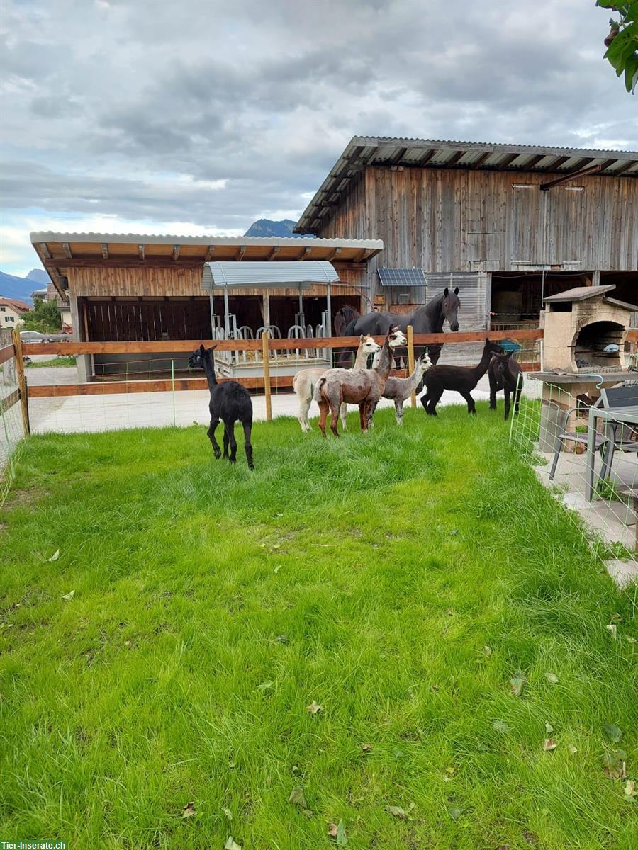 Bild 5: Freie Plätze in Offenstall in Haldenstein, Graubünden