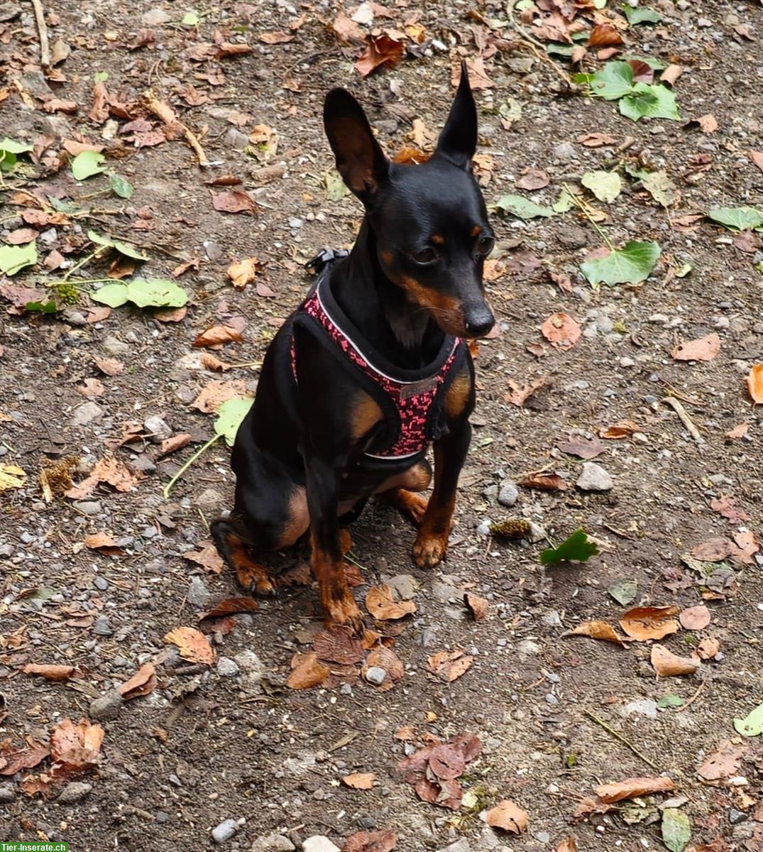 Liebe Zwergpinscher Hündin sucht ein neues Zuhause