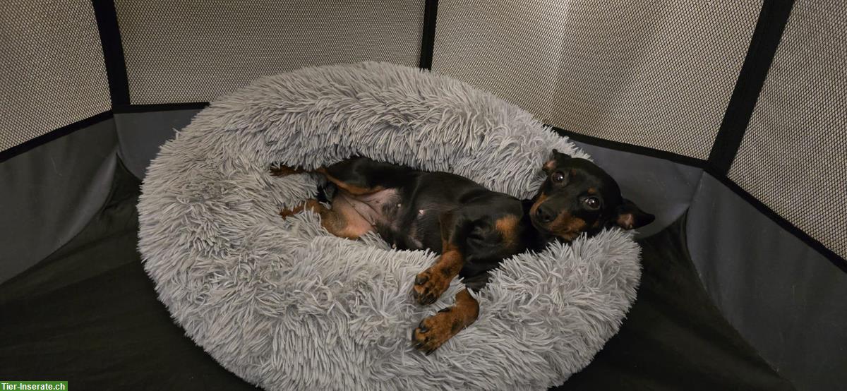 Bild 2: Liebe Zwergpinscher Hündin sucht ein neues Zuhause