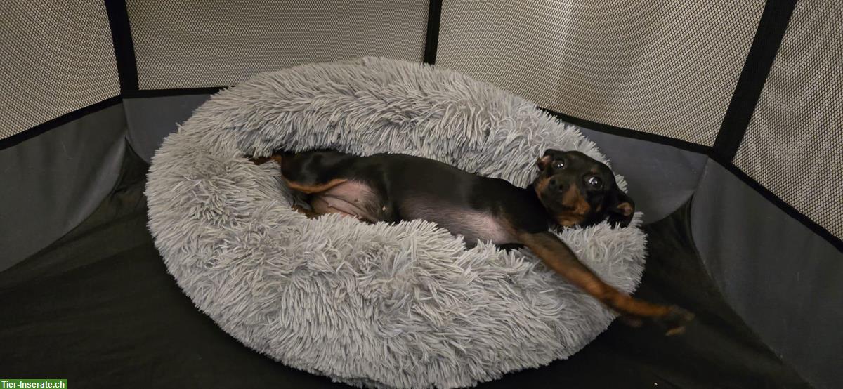 Bild 3: Liebe Zwergpinscher Hündin sucht ein neues Zuhause