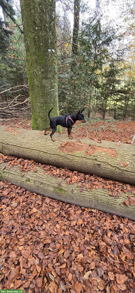 Bild 4: Liebe Zwergpinscher Hündin sucht ein neues Zuhause