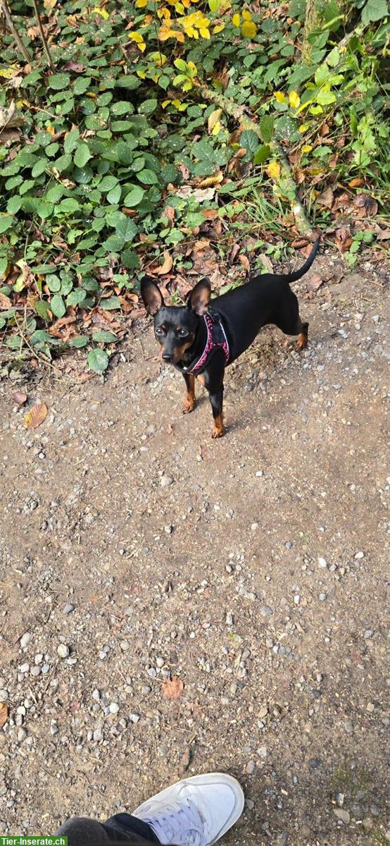 Bild 7: Liebe Zwergpinscher Hündin sucht ein neues Zuhause