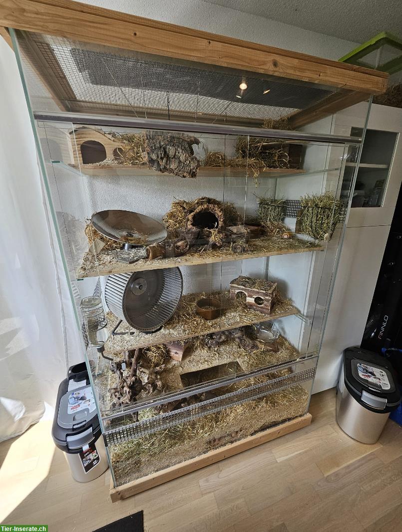 Bild 2: Grosses Glasterrarium mit Zubehör zu verkaufen