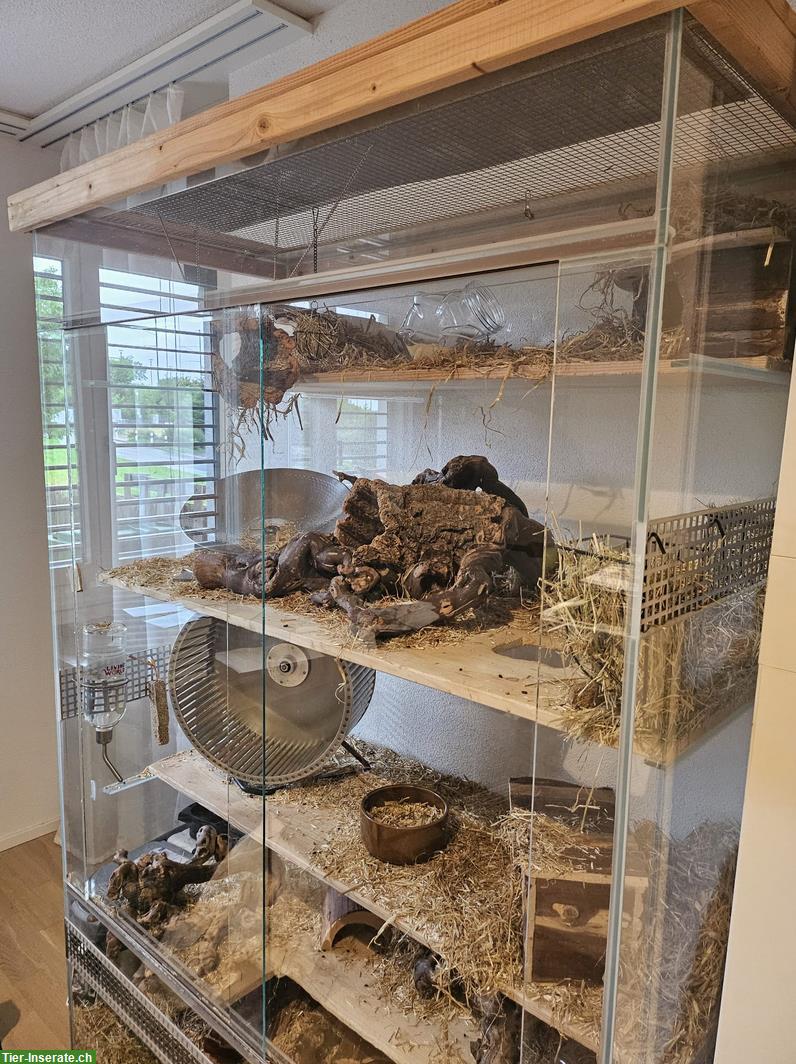 Bild 3: Grosses Glasterrarium mit Zubehör zu verkaufen