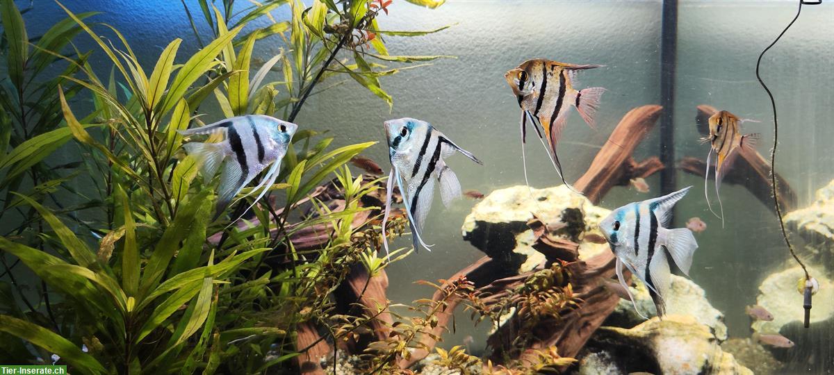 Verschiedene Zierfische (Friedfische) wegen Aufgabe Aquarium