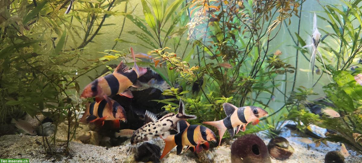 Bild 2: Verschiedene Zierfische (Friedfische) wegen Aufgabe Aquarium