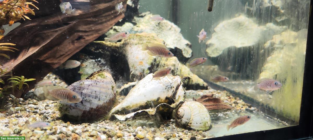 Bild 3: Verschiedene Zierfische (Friedfische) wegen Aufgabe Aquarium