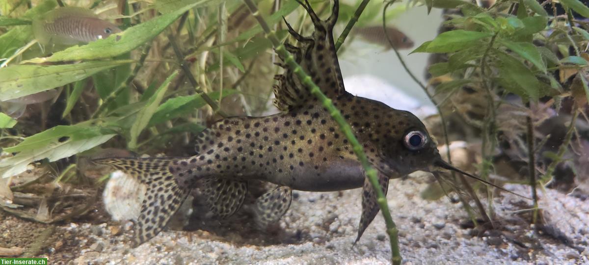 Bild 4: Verschiedene Zierfische (Friedfische) wegen Aufgabe Aquarium