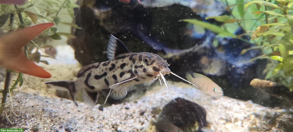 Bild 8: Verschiedene Zierfische (Friedfische) wegen Aufgabe Aquarium