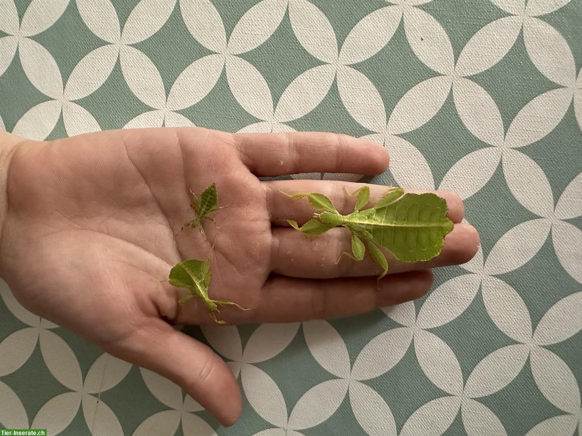 Wandelnde Blätter (Phylliidae) GRATIS abzugeben