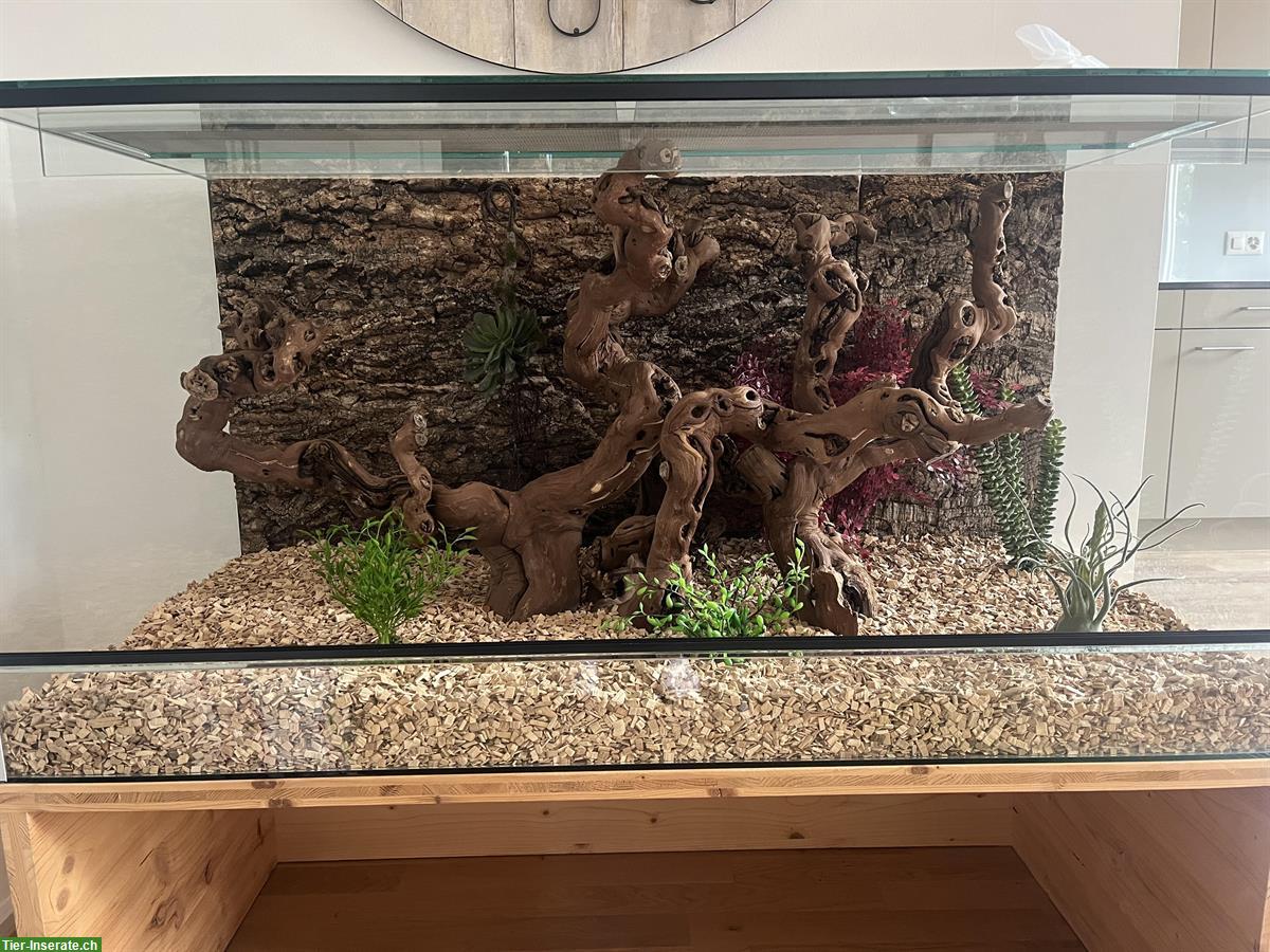 Bild 3: Farbenfrohe Kornnatter mit Terrarium abzugeben!