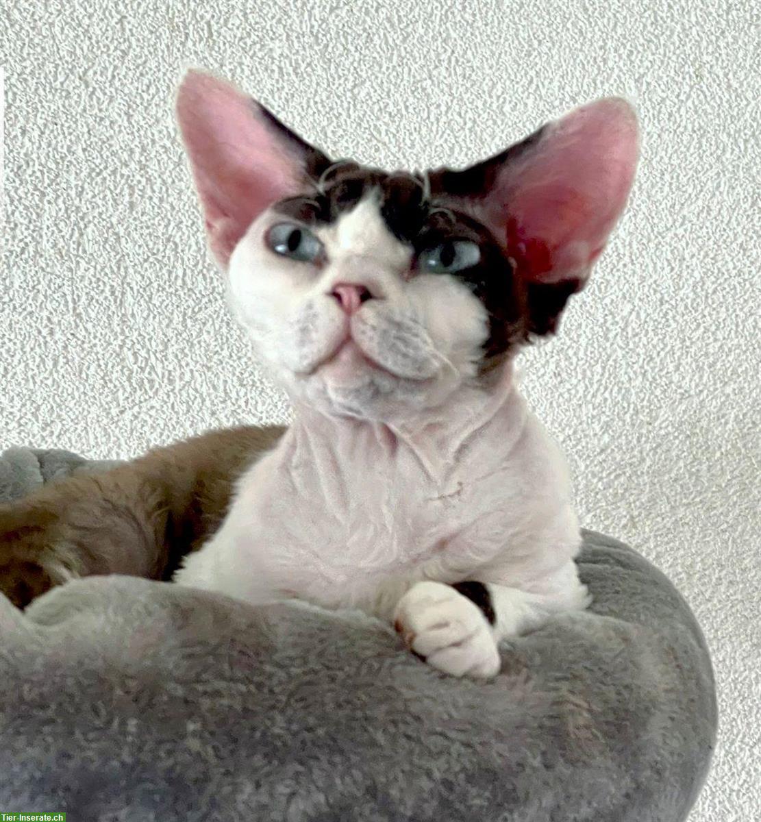 Schöner Devon Rex Kater sucht neue Verwöhneltern